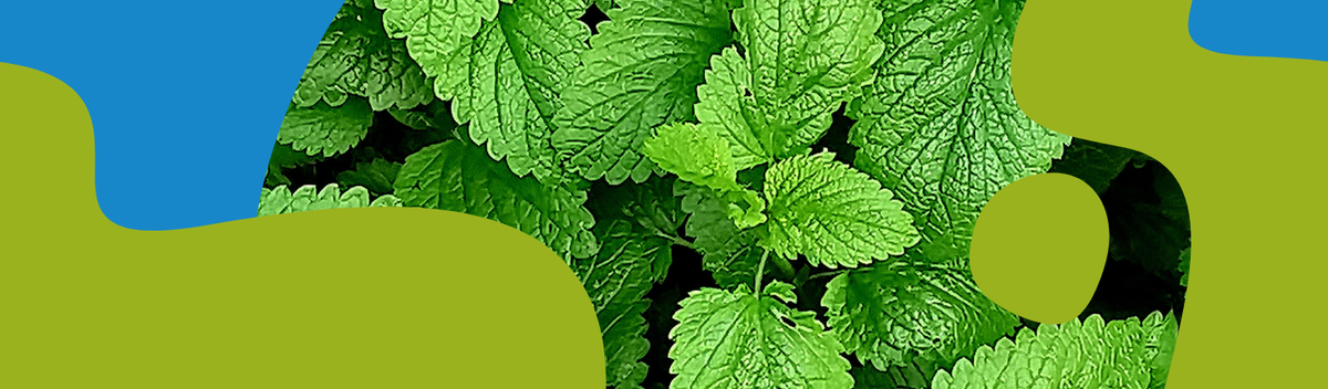 Lemon Balm: Benefits, Uses & Safety Guide